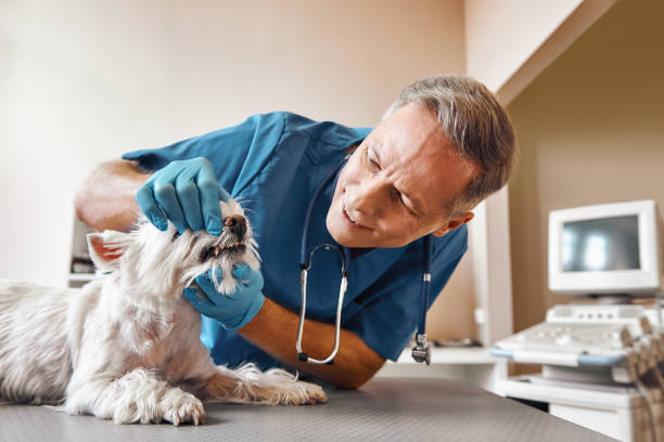 Best Broken or Chipped Tooth Repair in Socorro, TX